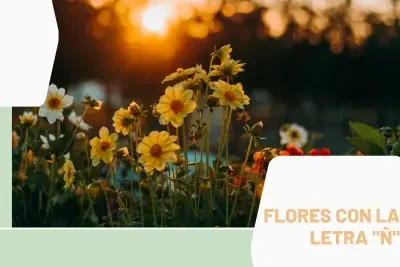 Flores Ñ