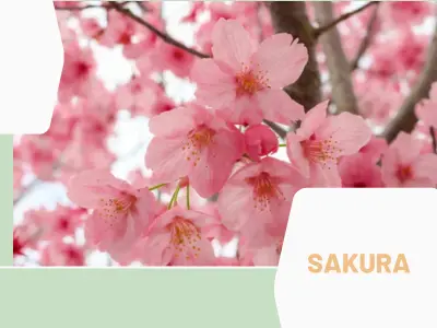 Sakura (Prunus serrulata)