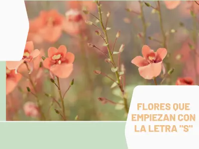 Flores S