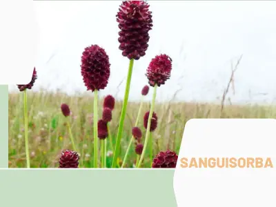 Sanguisorba (Sanguisorba officinalis)