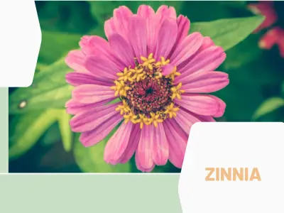 Zinnia