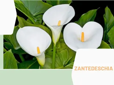 Zantedeschia