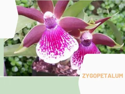 Zygopetalum