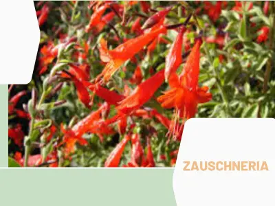 Zauschneria